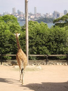 Giraffe im Taronga Zoo (vor der Skyline Sydneys)