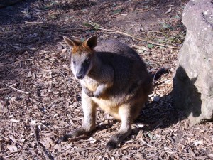 Wallaby im Taronga Zoo