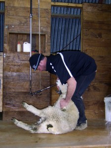 So werden Schafe geschoren.