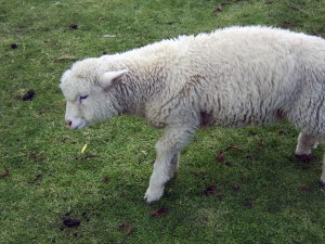 40 Millionen Schafe in NZ, das ist eins davon :-)